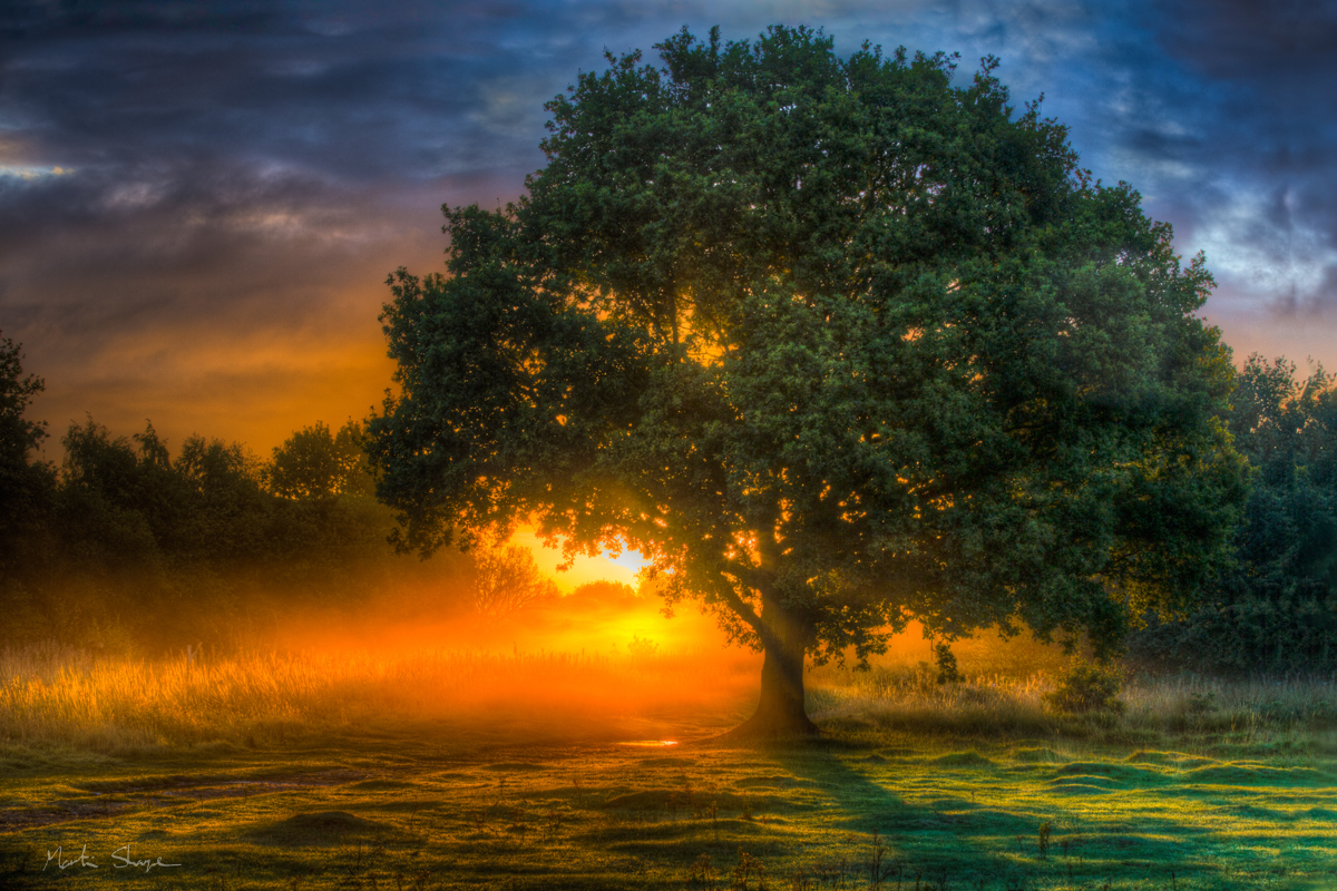 Atmospheric Sunrise through tree Mitcham Common London