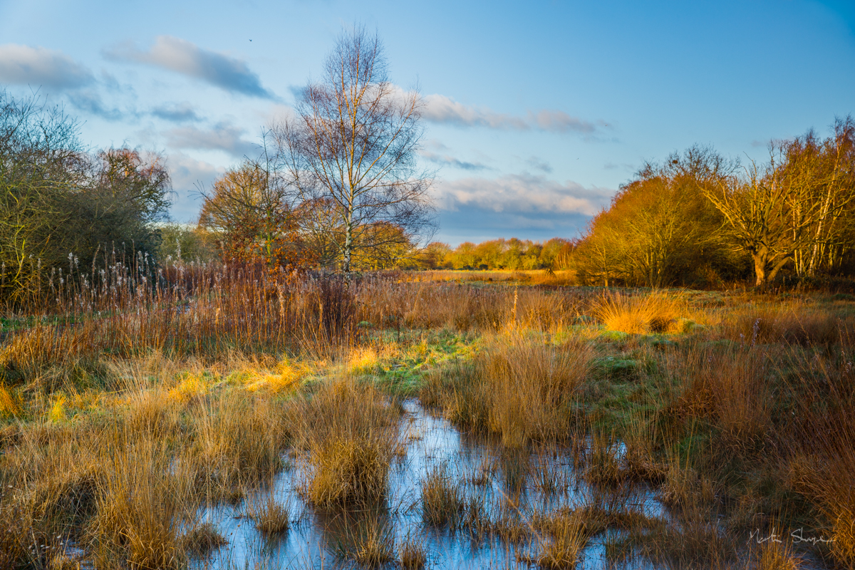 Mitcham Common  Winter #2